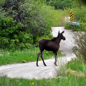 Yellowstone Photography